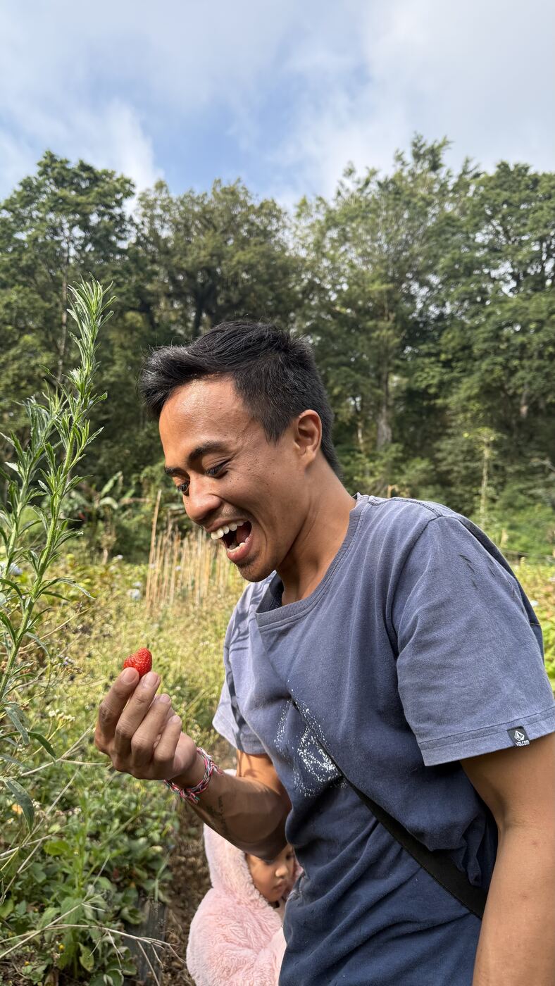Dwi goûte une fraise cueillie dans la plantation